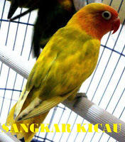 PENANGKARAN BURUNG KICAU-MENJUAL BERBAGAI JENIS BURUNG KICAU - LOVEBIRD & MURAI BATU