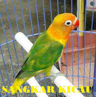 PENANGKARAN BURUNG KICAU-MENJUAL BERBAGAI JENIS BURUNG KICAU - LOVEBIRD & MURAI BATU