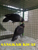PENANGKARAN BURUNG KICAU-MENJUAL BERBAGAI JENIS BURUNG KICAU - LOVEBIRD & MURAI BATU