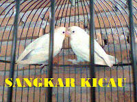 PENANGKARAN BURUNG KICAU-MENJUAL BERBAGAI JENIS BURUNG KICAU - LOVEBIRD & MURAI BATU