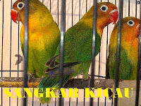 PENANGKARAN BURUNG KICAU-MENJUAL BERBAGAI JENIS BURUNG KICAU - LOVEBIRD & MURAI BATU
