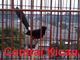 PENANGKARAN BURUNG KICAU-MENJUAL BERBAGAI JENIS BURUNG KICAU - LOVEBIRD & MURAI BATU