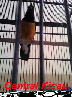 PENANGKARAN BURUNG KICAU-MENJUAL BERBAGAI JENIS BURUNG KICAU - LOVEBIRD & MURAI BATU