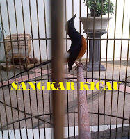 PENANGKARAN BURUNG KICAU-MENJUAL BERBAGAI JENIS BURUNG KICAU - LOVEBIRD & MURAI BATU