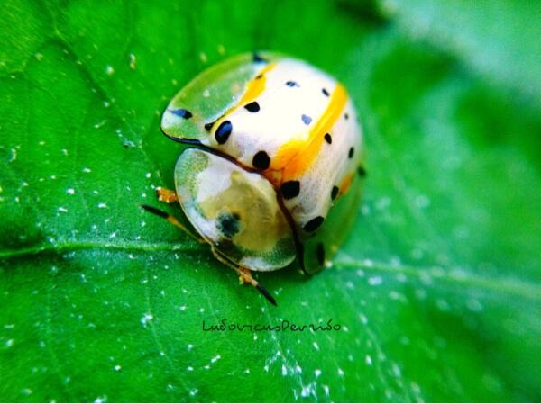 Foto hasil jepretan ane, mohon di conment agan2