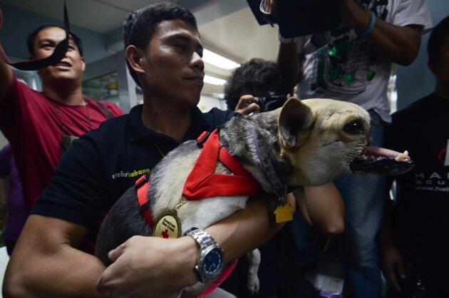 Ini Dia Anjing yang Rela Kehilangan Moncong Demi Menyelamatkan Majikan