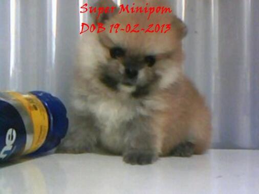 SUPER MINIPOM, MINIPOM & CALON INDUKAN MINIPOM BLOODLINE IMPORT USA