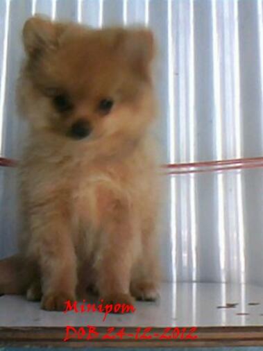 SUPER MINIPOM, MINIPOM & CALON INDUKAN MINIPOM BLOODLINE IMPORT USA