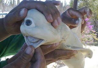 Bayi Ikan Hiu, Udah Mata Satu Albino Lagi