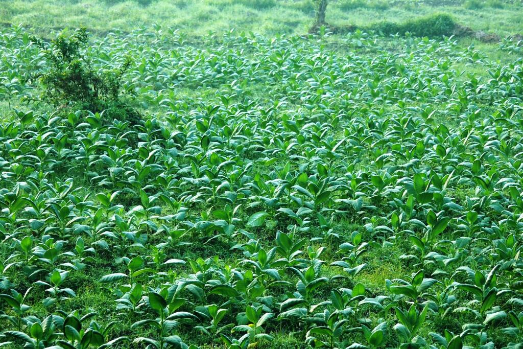 Pemandangan di Depan Rumah Ane Gan