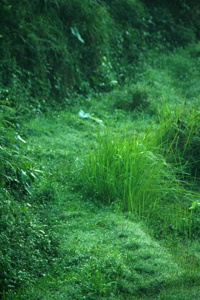 Pemandangan di Depan Rumah Ane Gan
