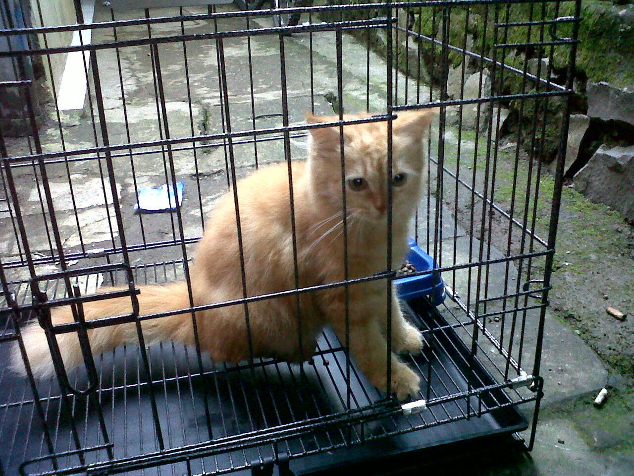 KItten Persia Flatnose & Persia Medium