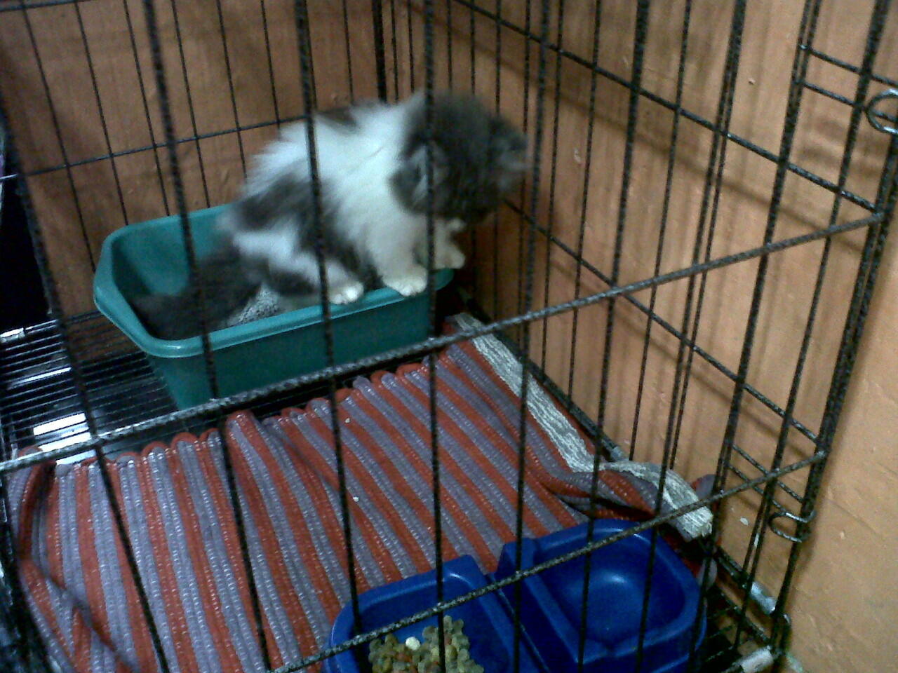 KItten Persia Flatnose & Persia Medium