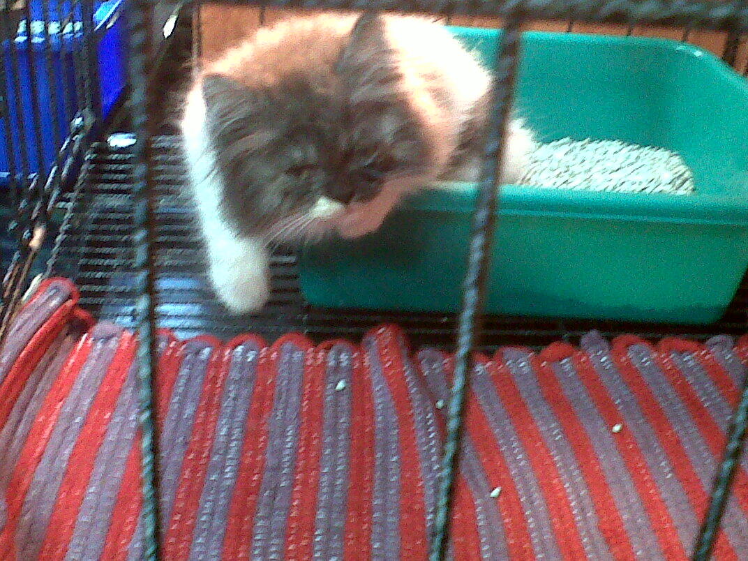 KItten Persia Flatnose & Persia Medium