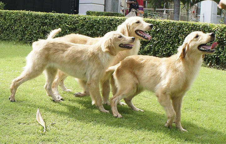 Hibah golden retriever