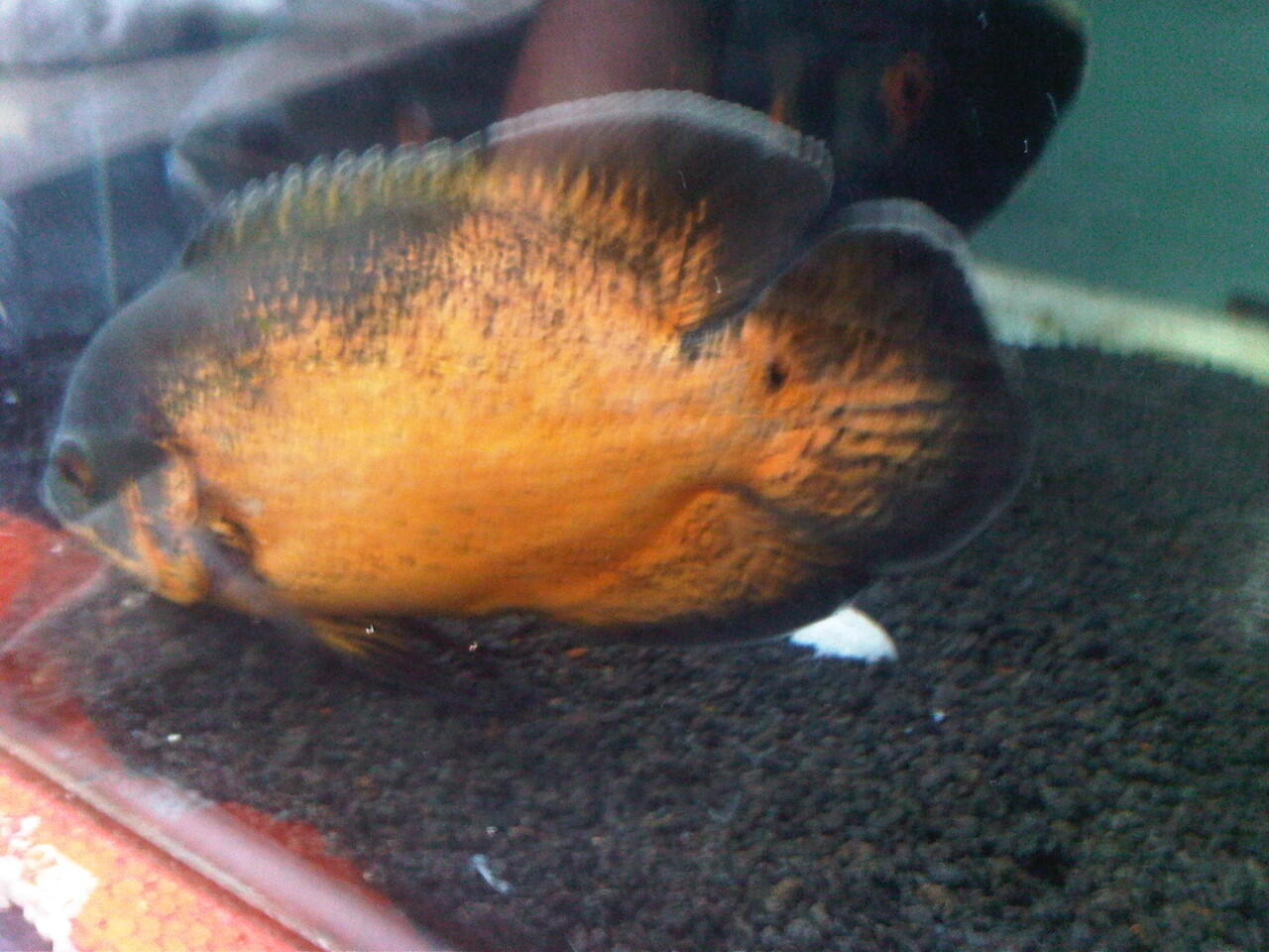 ikan hias oscar batik dan paris 22cm,20cm DEPOK