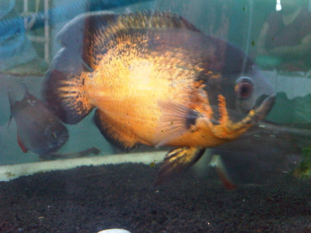 ikan hias oscar batik dan paris 22cm,20cm DEPOK