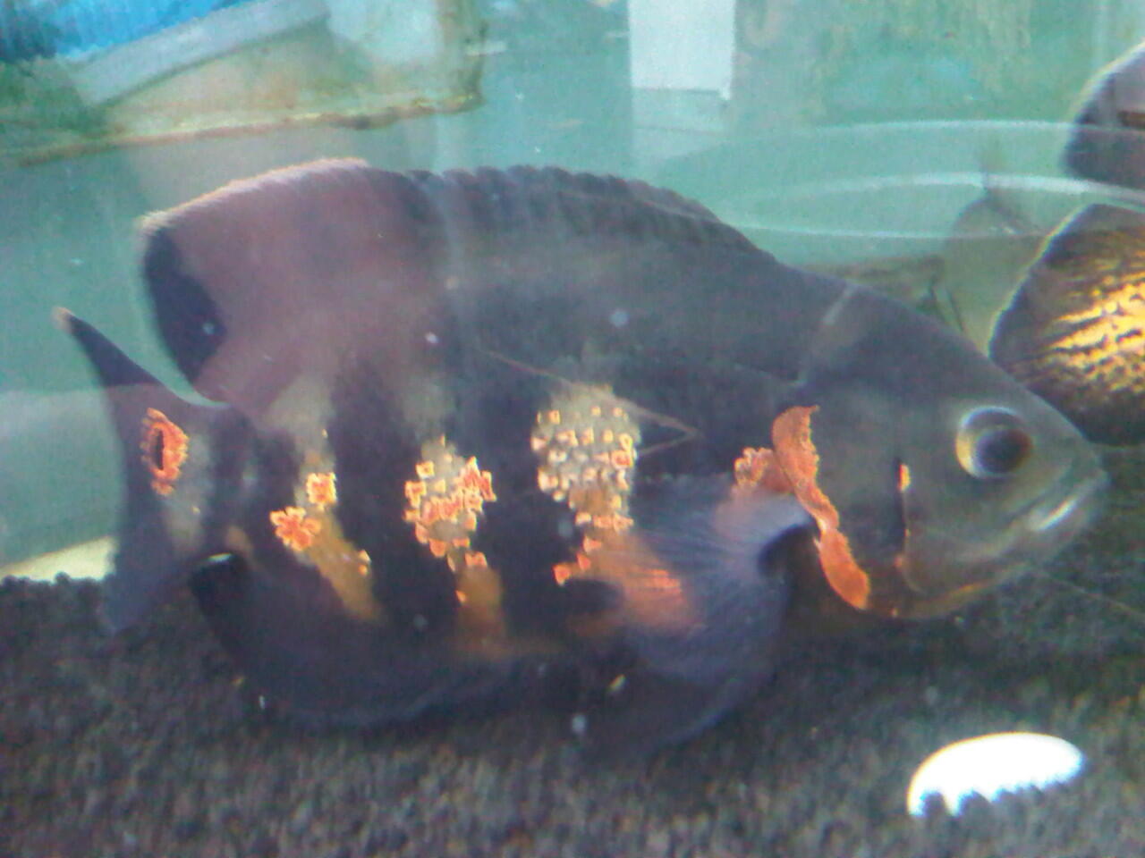 ikan hias oscar batik dan paris 22cm,20cm DEPOK