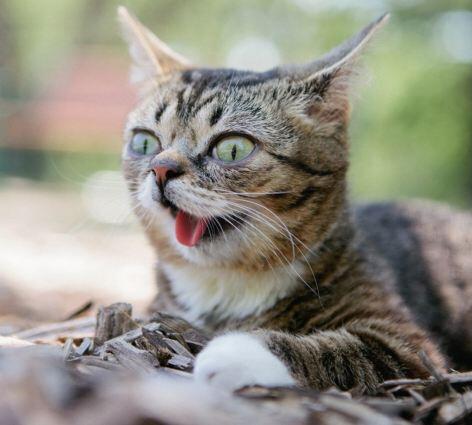 Lil Bub , kucing terlucu di dunia