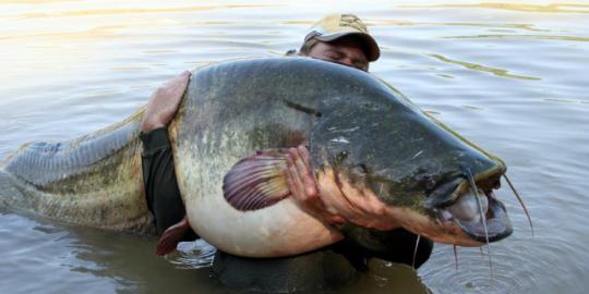 Ikan Lele Raksasa Panjang 2 Meter, Berat 78 Kilogram Tertangkap !