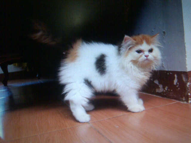 WTS Kitten / Kucing persia turunan PED harlequin bandung