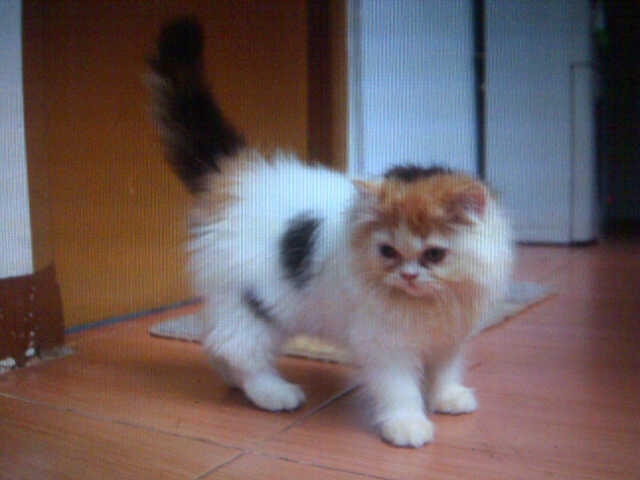 WTS Kitten / Kucing persia turunan PED harlequin bandung