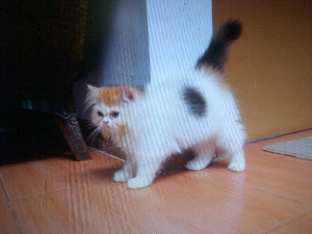 WTS Kitten / Kucing persia turunan PED harlequin bandung