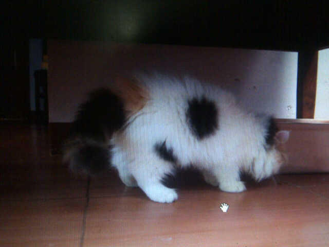 WTS Kitten / Kucing persia turunan PED harlequin bandung