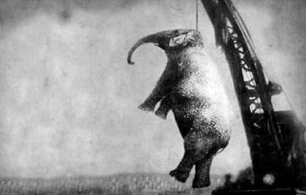 5 Kecelakaan Sirkus Paling Mengerikan