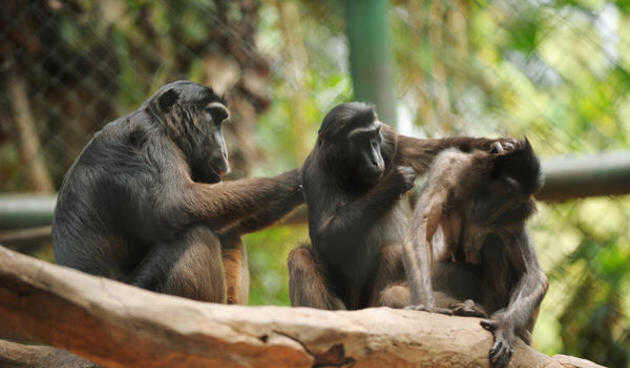 kenapa orangtua jaman dulu doyan cari kutu