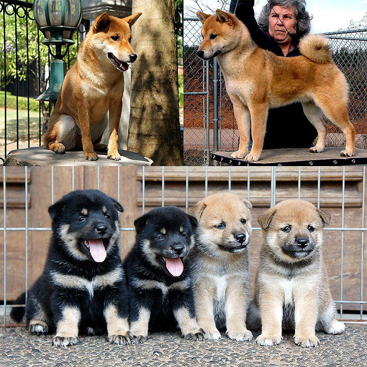 Terjual 4 Shiba Inu Puppies Available Anjing Langka Dr Jepang