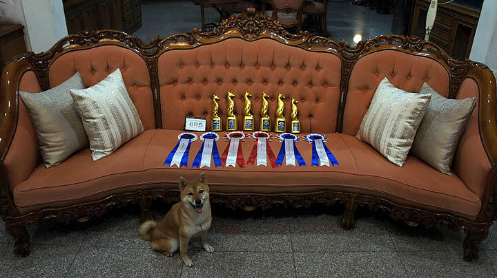 Terjual 4 Shiba Inu Puppies Available Anjing Langka Dr Jepang