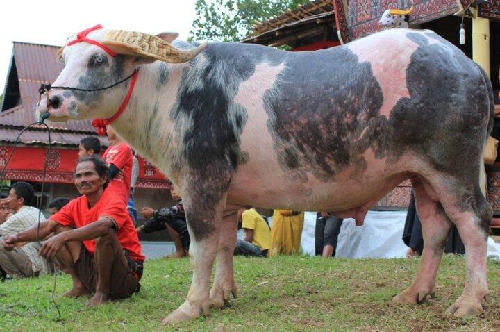 Kerbau Belang Toraja Termahal di Dunia !!!!!!!!!!!!!!!!!!!!!!