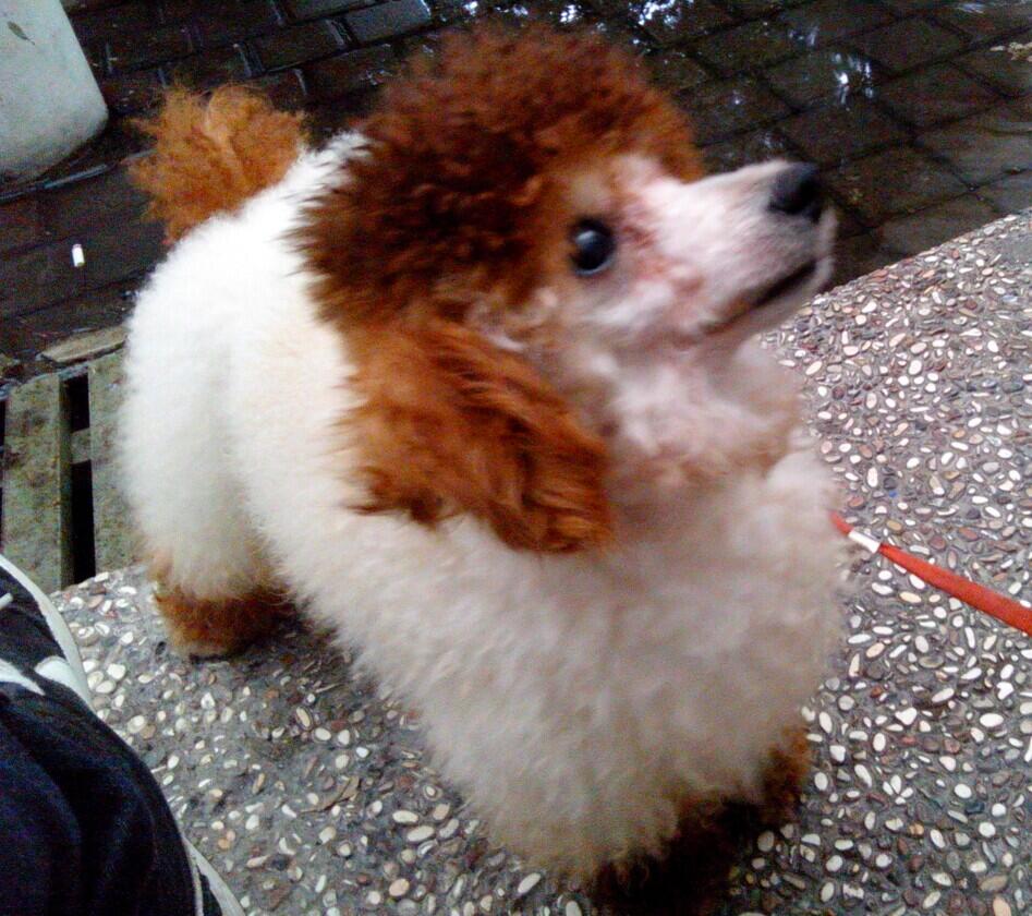 2 ekor pejantan toy poodle
