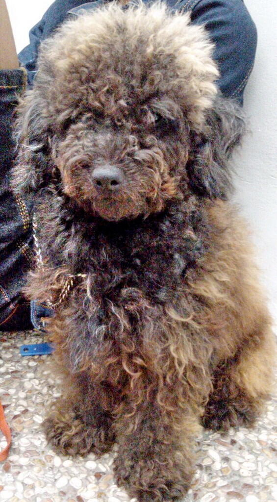 2 ekor pejantan toy poodle