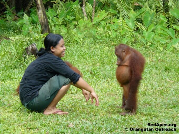 (Miris gan :berdukas ) tak mampu lagi melawan manusia 2 Orangutan ini Berpelukan