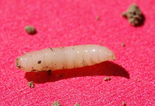4 Serangga yang Paling di Benci Tapi Bermanfaat &#91;yang phobia jangan masuk!!&#93;