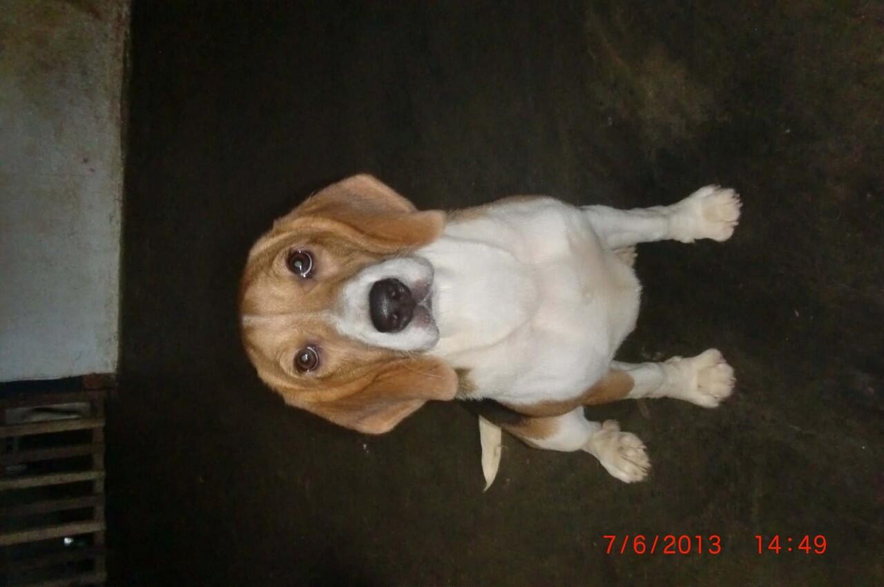 Dijual Beagle Teenager, Mini but Good Quality
