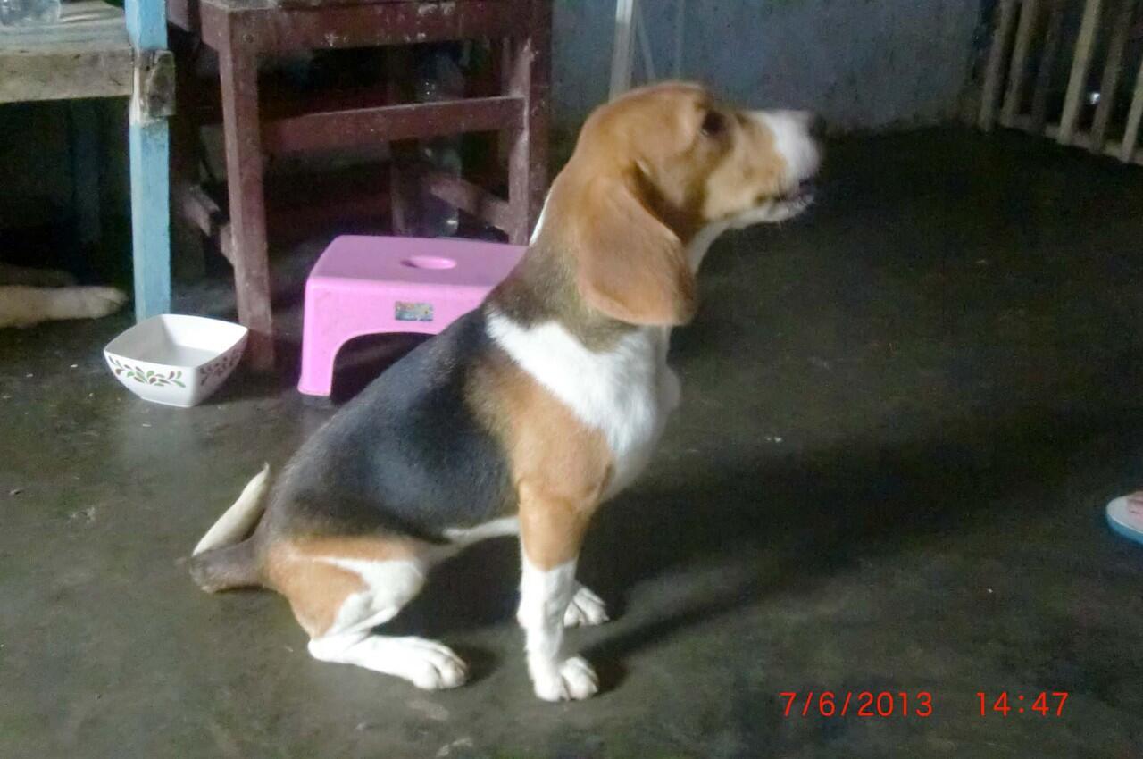 Dijual Beagle Teenager, Mini but Good Quality