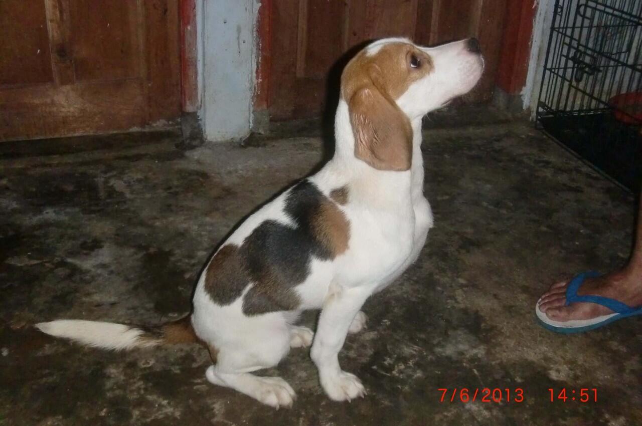 Dijual Beagle Teenager, Mini but Good Quality