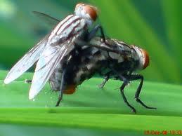 Gambar-gambar lalat lucu gan