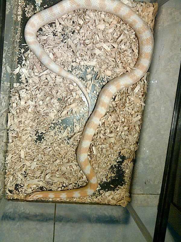 fs corn snake(cs) morph strawberry snow FEMALE INDUKAN 1,1-1,2m,AJIB !