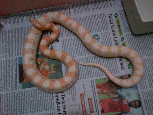 fs corn snake(cs) morph strawberry snow FEMALE INDUKAN 1,1-1,2m,AJIB !