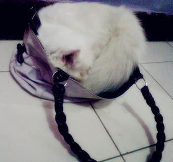 When Handbag More Comfort Than Bed