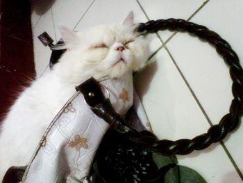 When Handbag More Comfort Than Bed