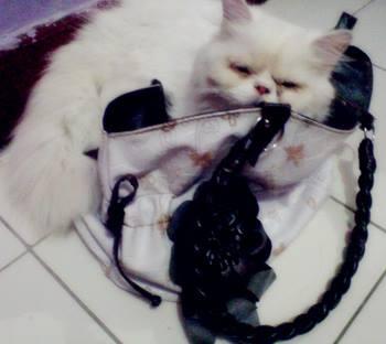When Handbag More Comfort Than Bed