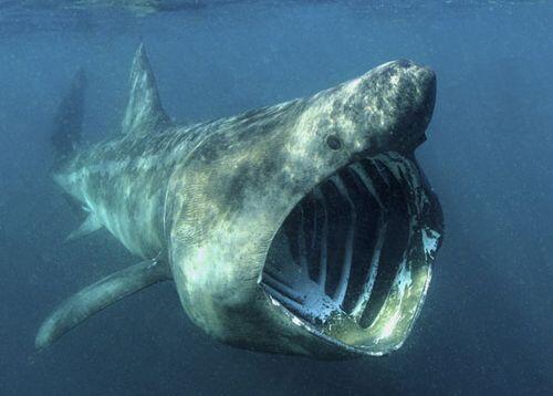 7 Hewan laut paling mematikan &#91;pict &#93;