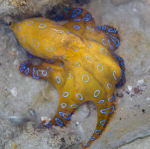7 Hewan laut paling mematikan &#91;pict &#93;