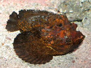7 Hewan laut paling mematikan &#91;pict &#93;
