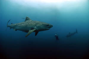 7 Hewan laut paling mematikan &#91;pict &#93;